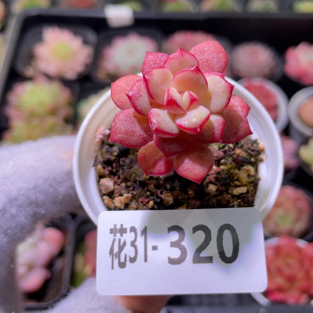 花利美31-320探戈