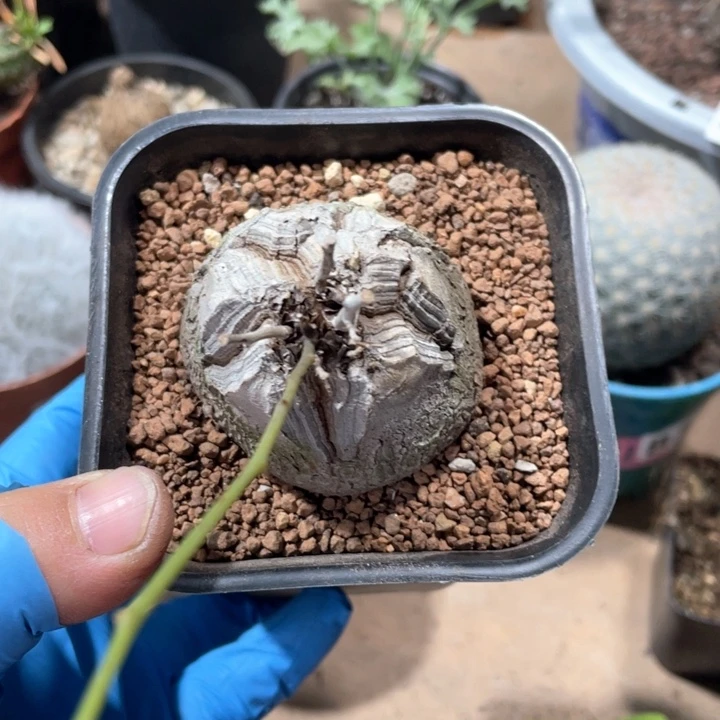 东****)483南非龟甲龙块根