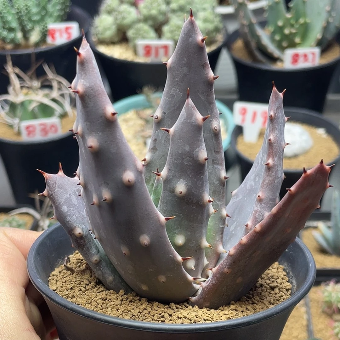 实生宽叶旋转王刺锦芦荟