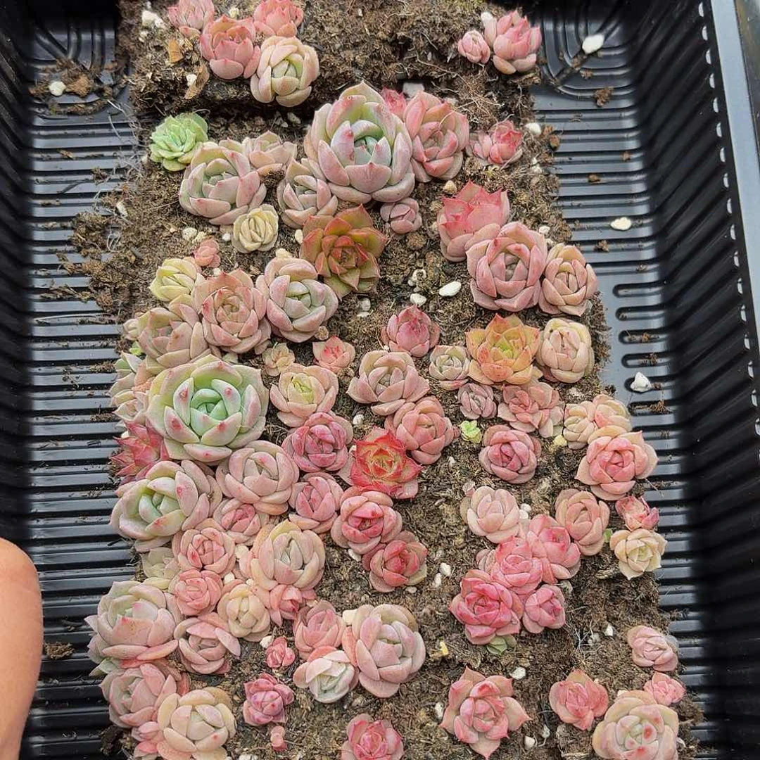 用**阳多肉植物多肉植物997
