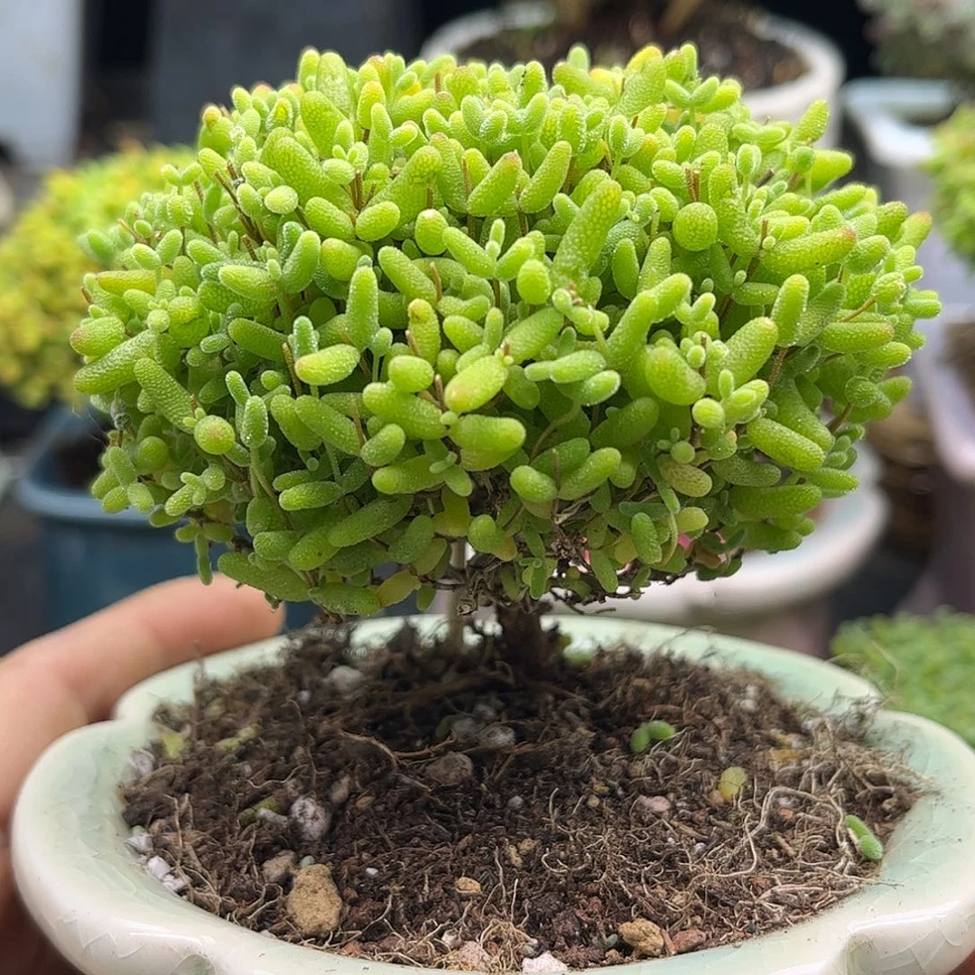 37蜜桔带盆优选枝干