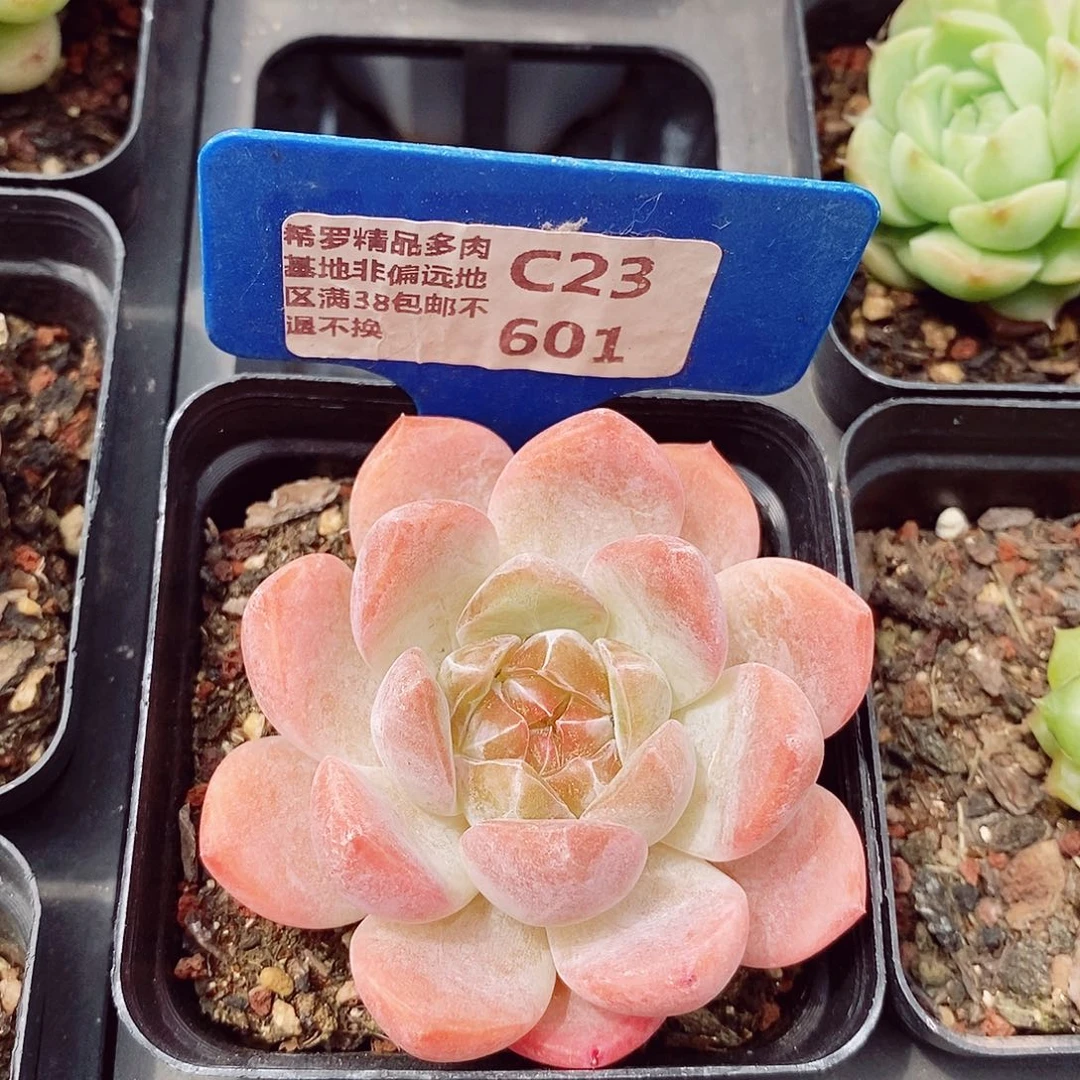 粉钻6cm多肉植物