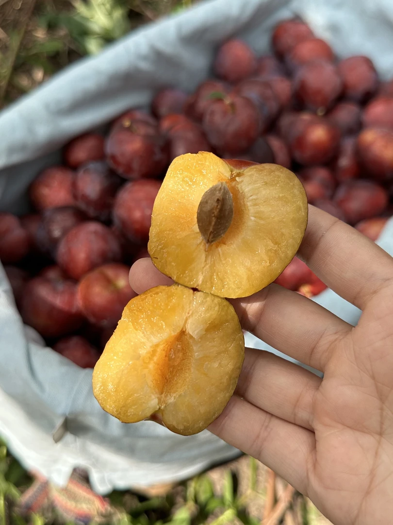 正宗浏阳大围山红宝石李子精品大果现摘现发