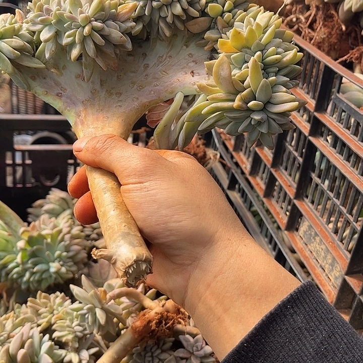 淡雪缀砍枝无根8.88多肉植物