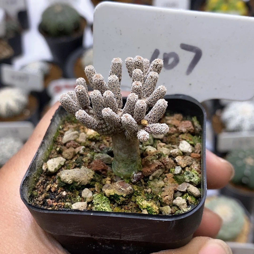 开播以来就没一首好听过