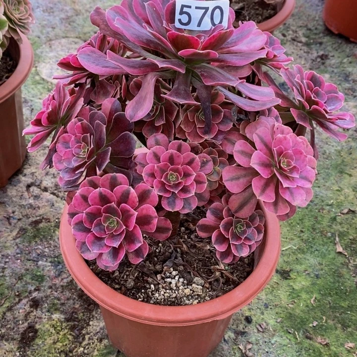 不*美杜莎多肉植物570