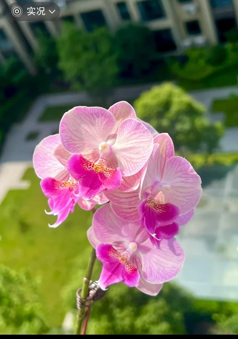 蝴蝶兰-幽梦抽梗3.5寸杯无花