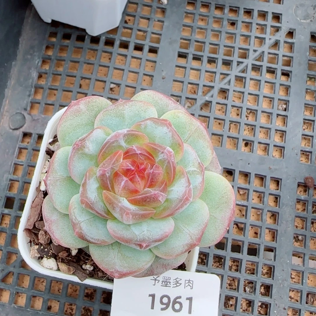彩虹方糖，1961多肉植物