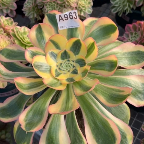 963王妃30厘米左右