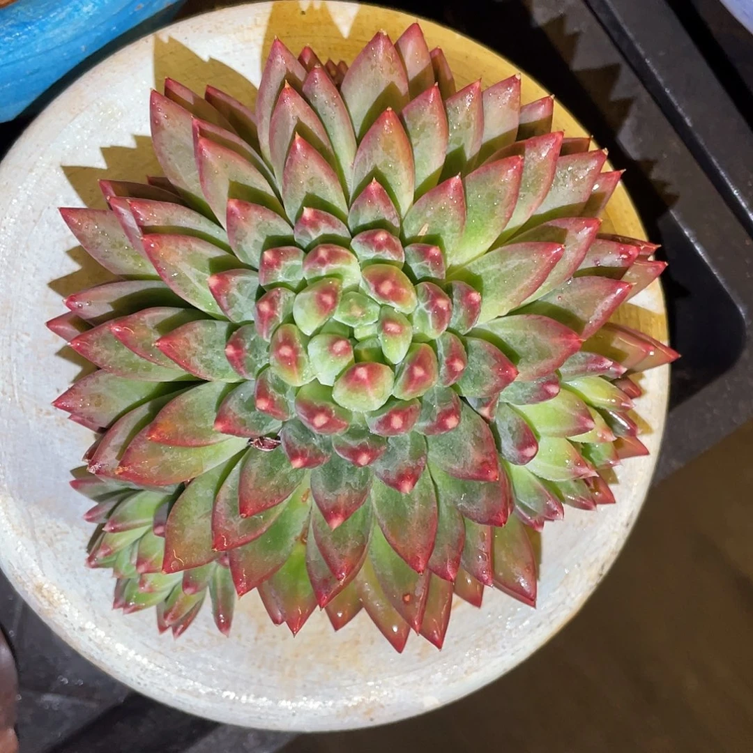 多肉植物一物一拍