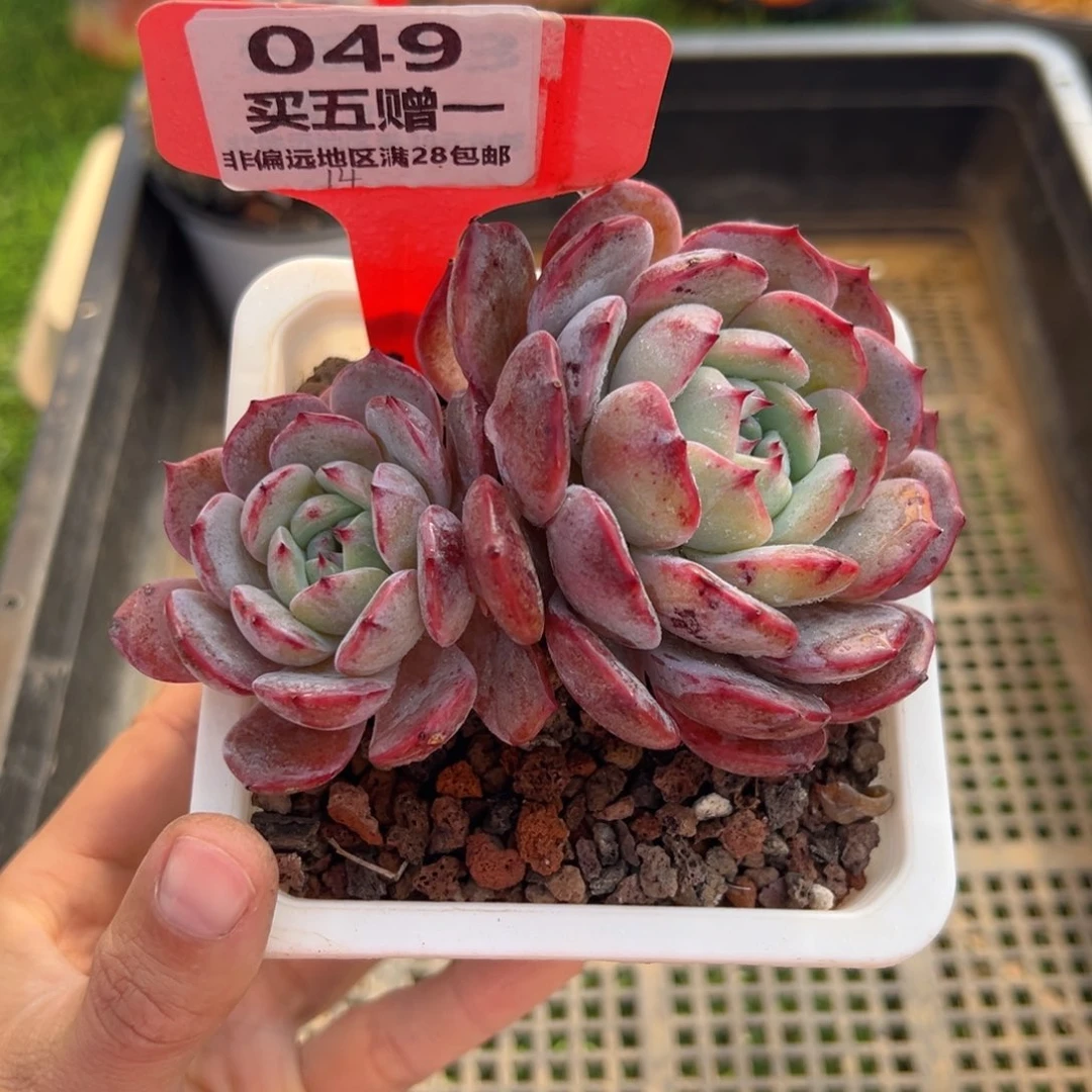 表妹精品多肉049.