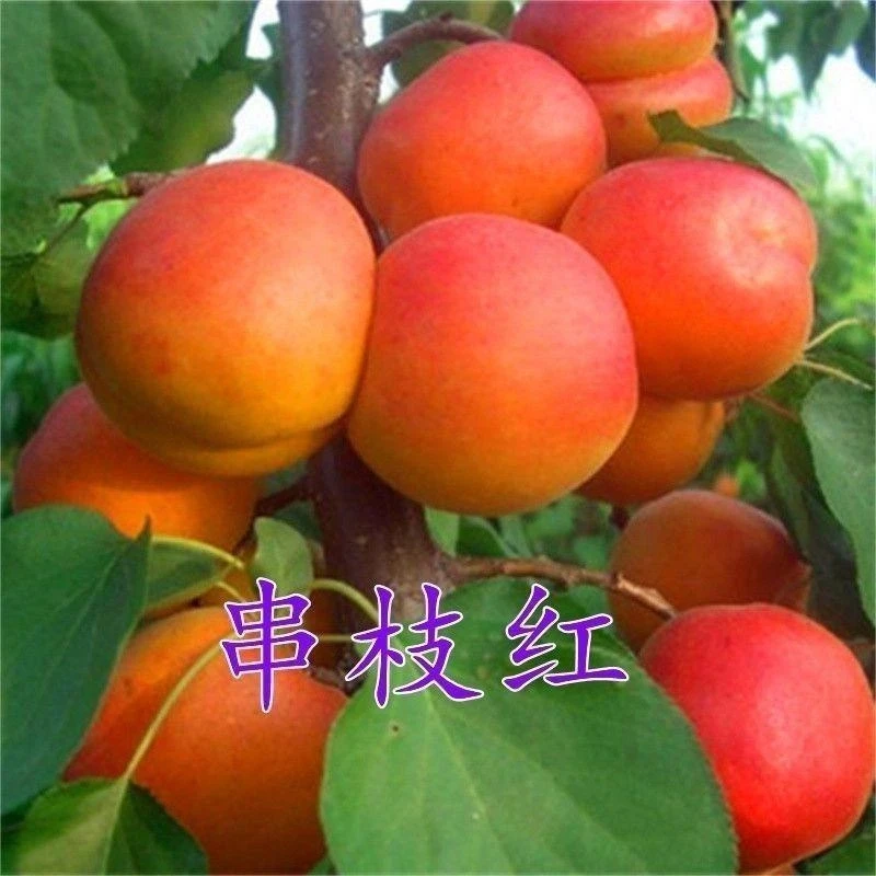 大红杏子树苗 陕西串枝红杏嫁接苗 红丰杏贵妃苗胭脂红金太阳杏