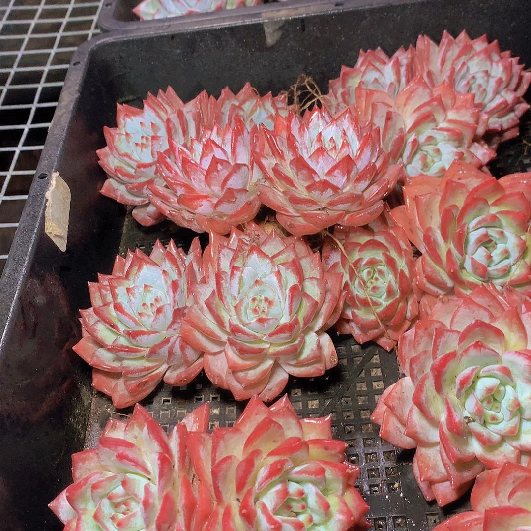 双头粉蓝鸟3467889900000