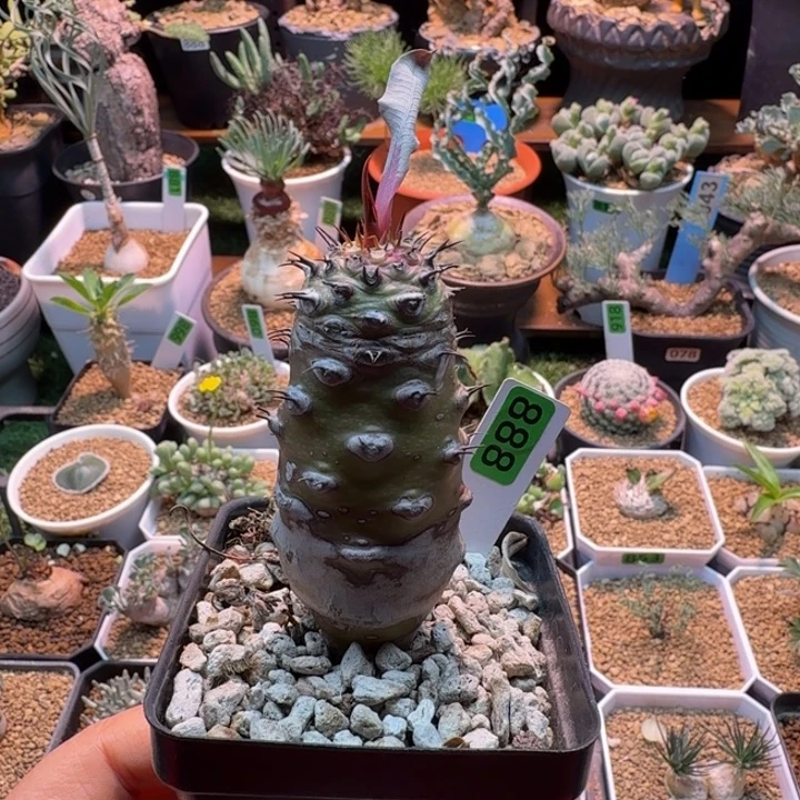 瓶干麒麟888 仙人球