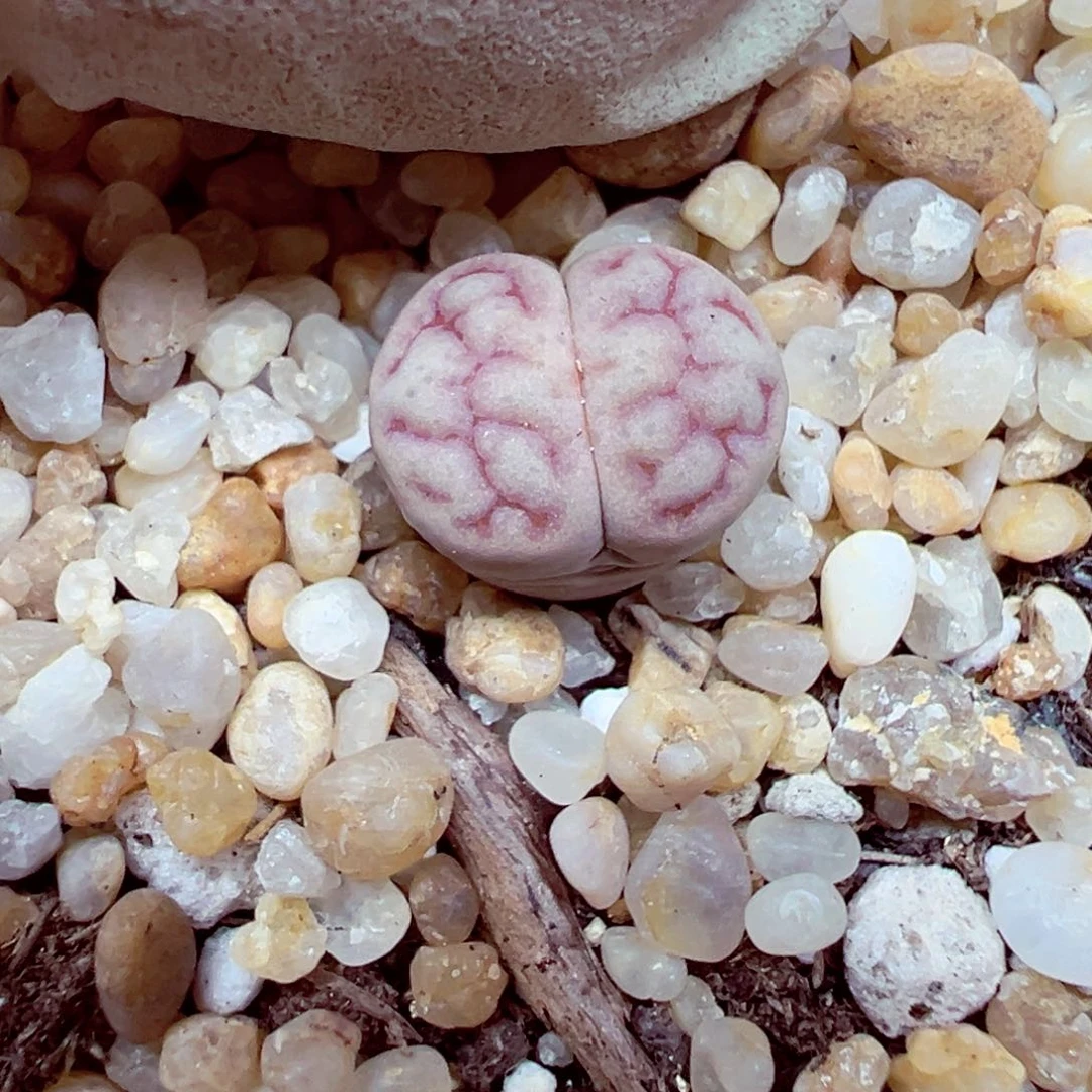 精致优秀的肉肉726-181