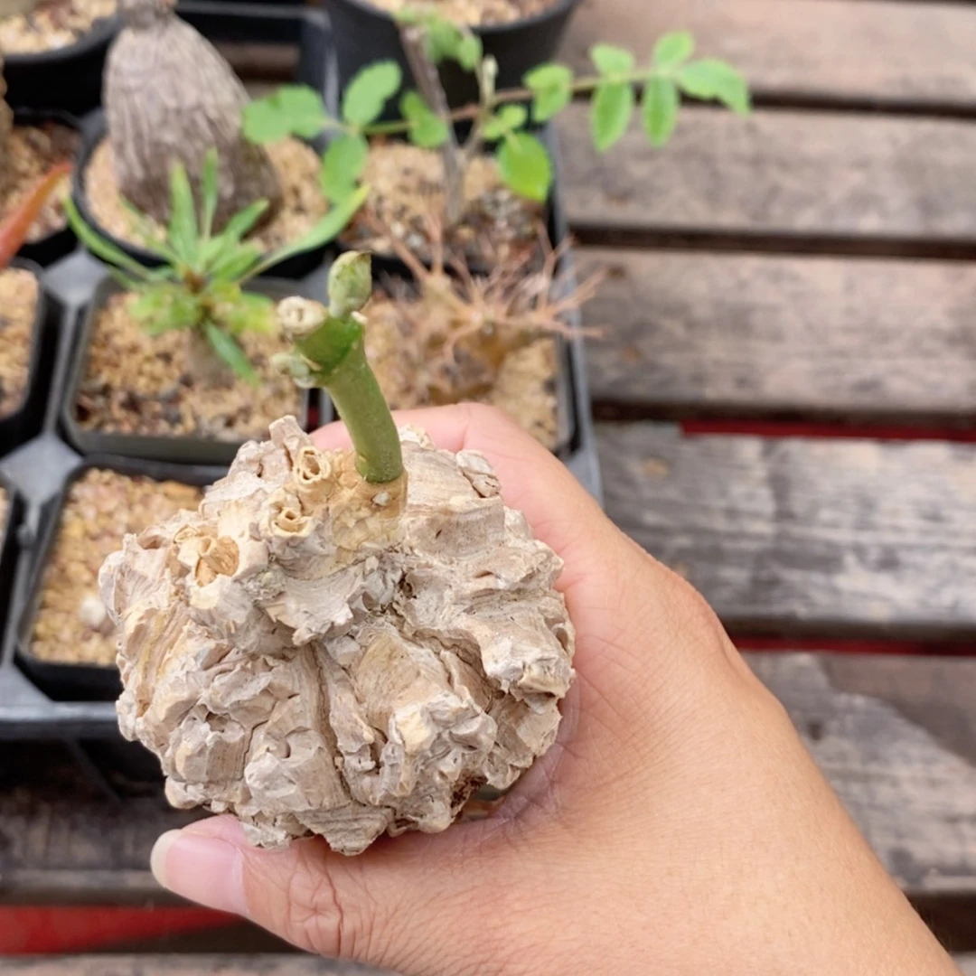 【闪购商品】龟甲萝藦