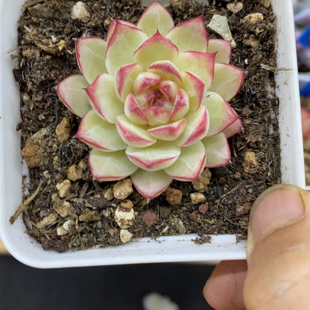 精品多肉一物一拍不包整204