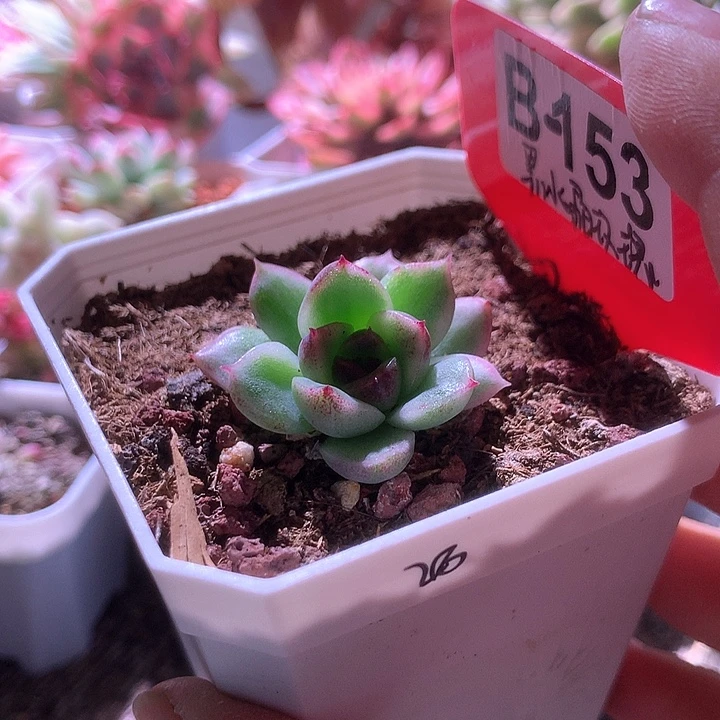 黑水晶玫瑰有根有根