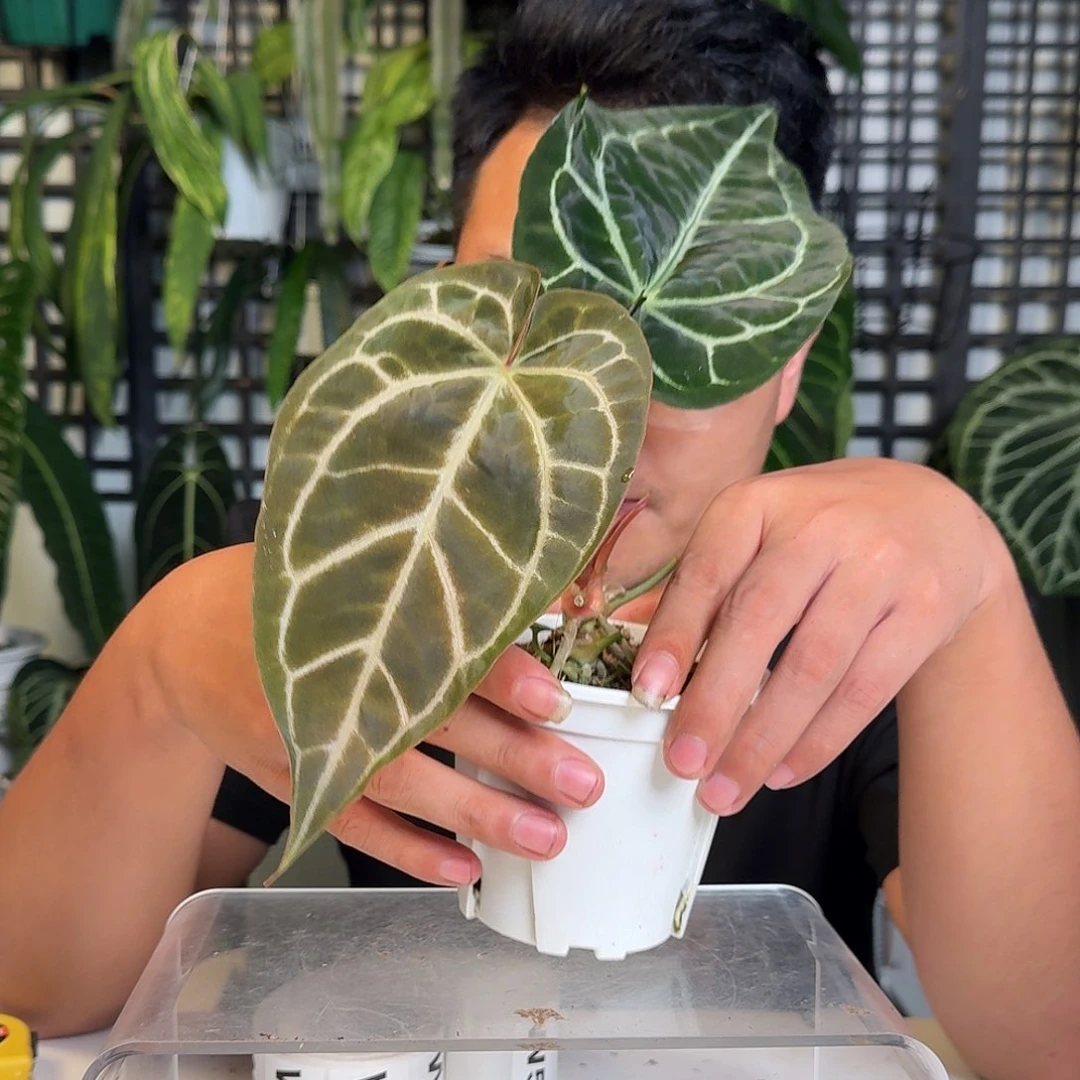无花朵P*一物一拍W50