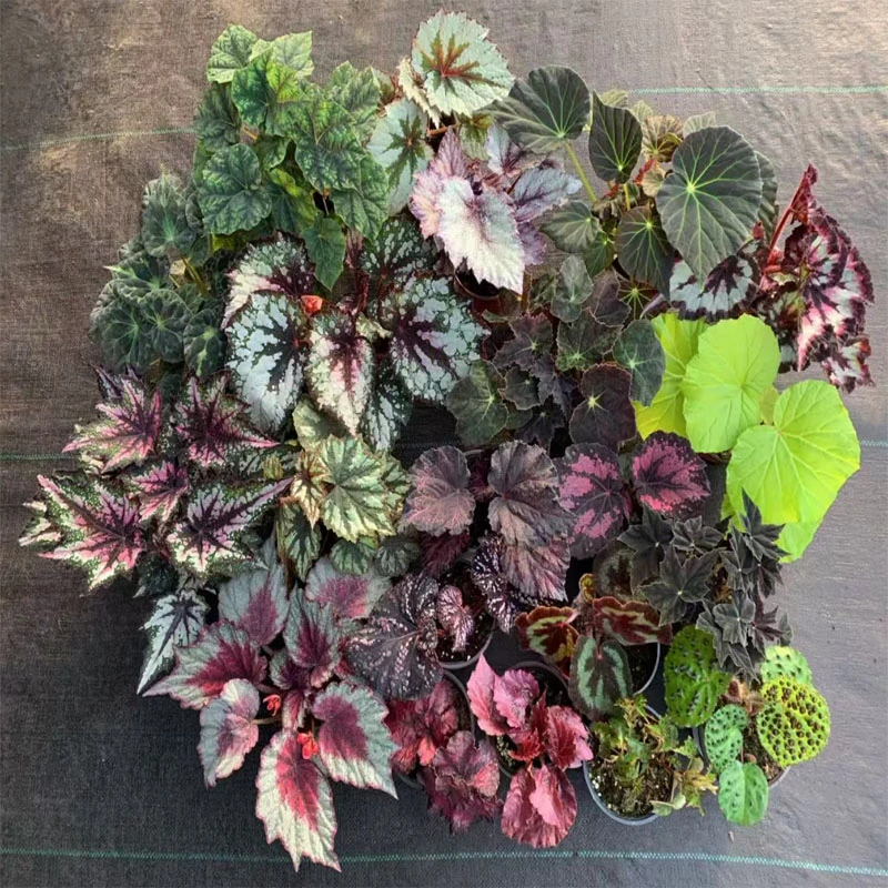 花楹花卉园秋海棠