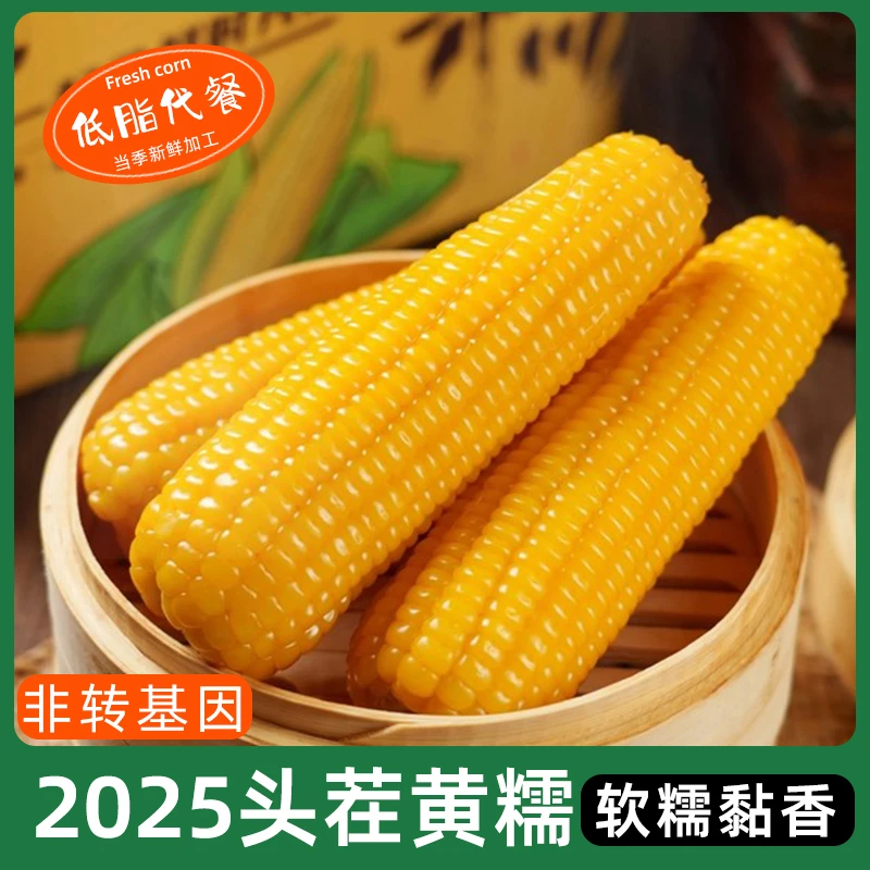 山西黄糯玉米8根320-350克/根可试吃1根软糯粘香非转基因