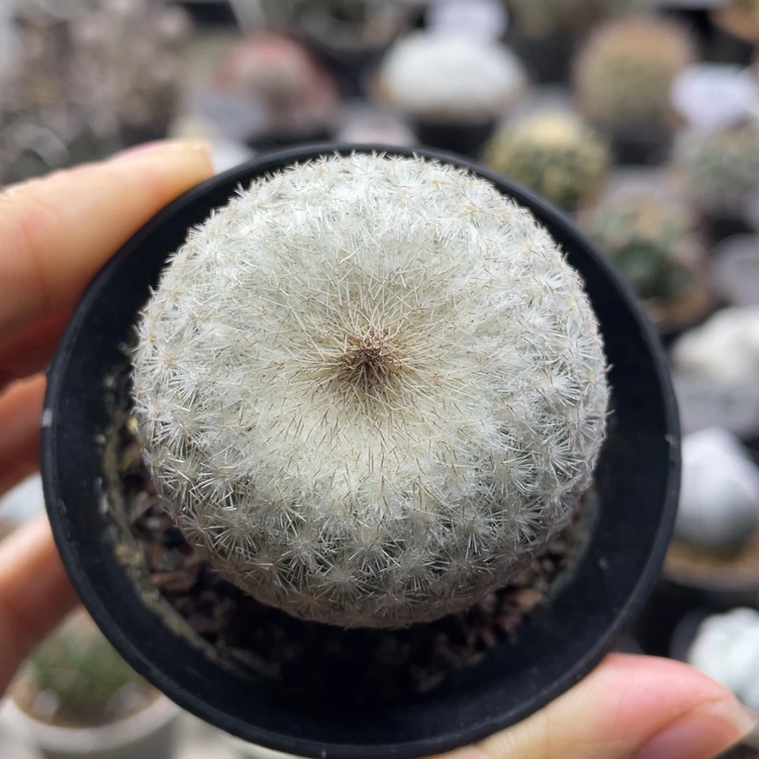 月世界       实生根