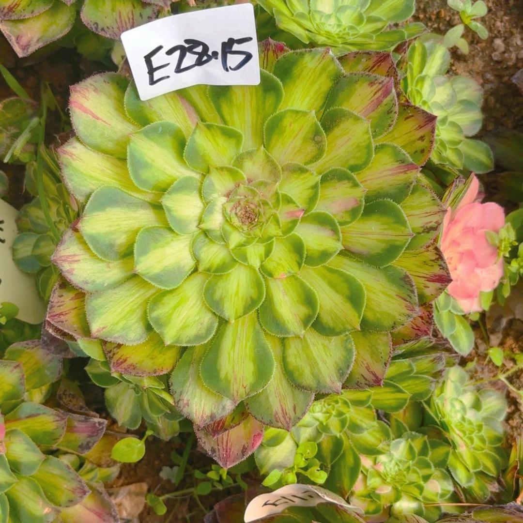 ～****～知否多肉多肉植物28.15号