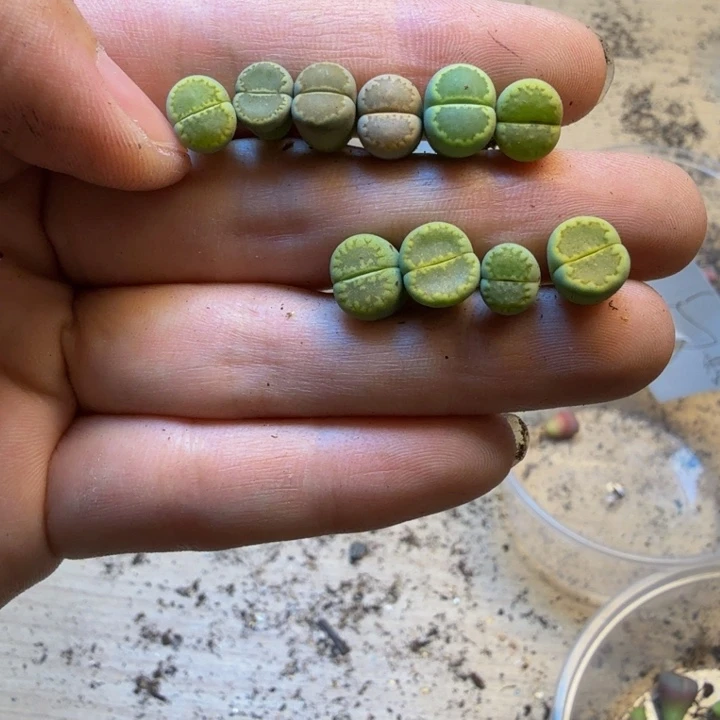 木***溪多肉植物的生长发育52