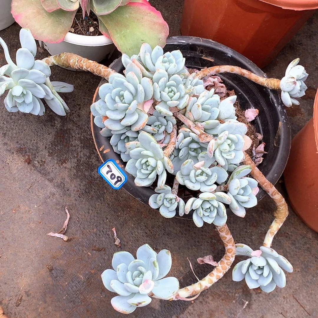 709冷香 一物一拍多肉