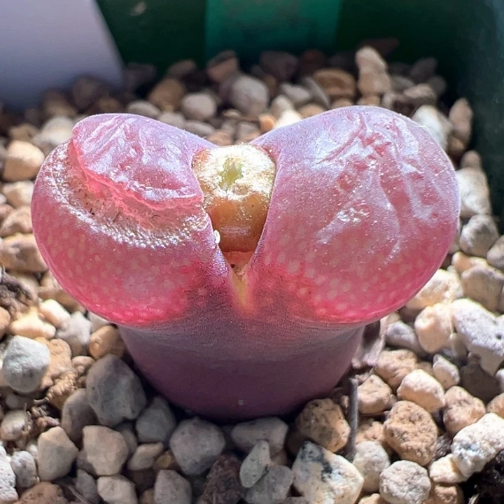 w735。优选恩东矮墩墩 4年母本炸窗福利