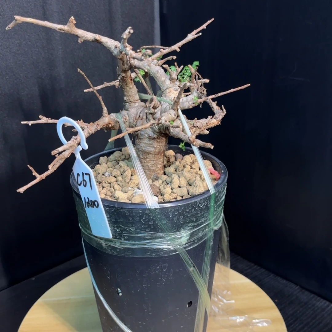 k尼勒达乳香带盆土。