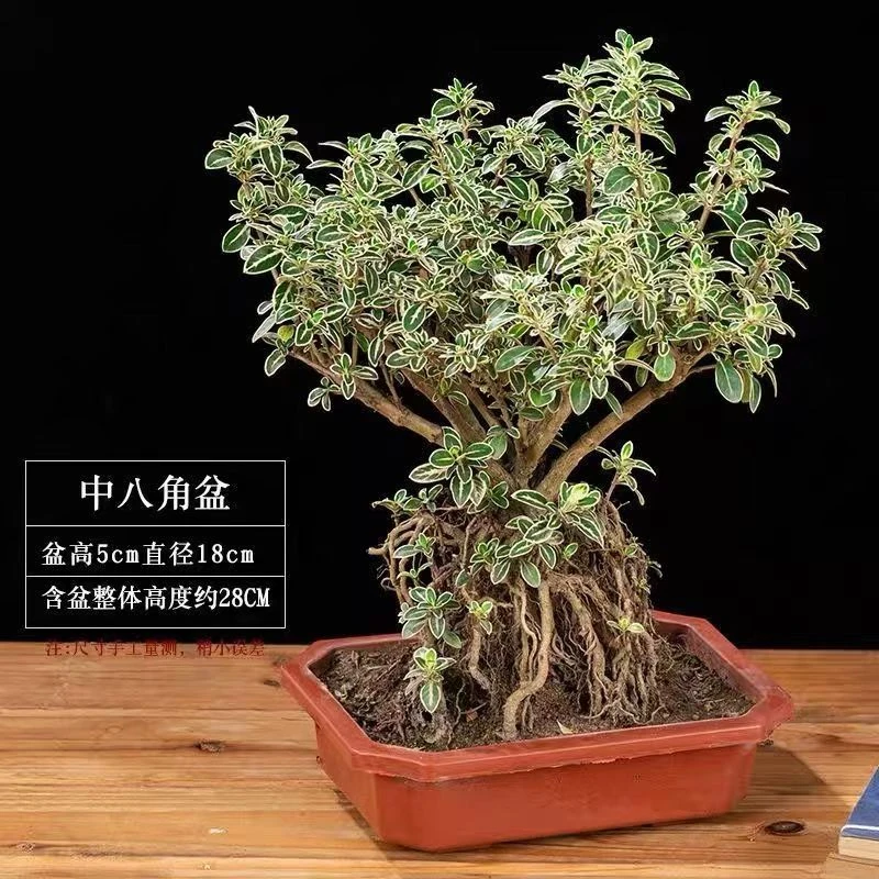 B【基地直发】提根金边六月雪/一周3次水左右/造型随机发