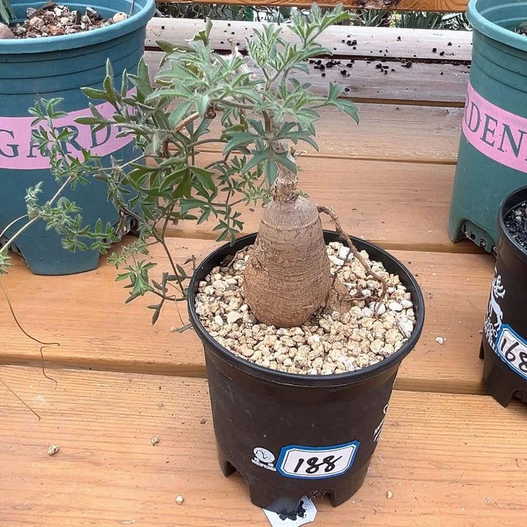 潮流植物矮胖蒙氏葡萄翁