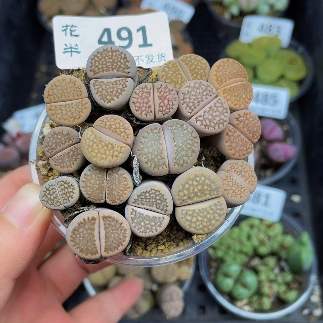 4910000花花花花花花