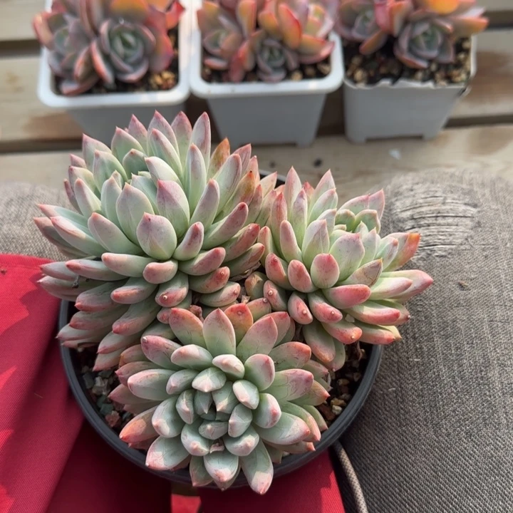 琉璃纹路五十包邮老桩多肉