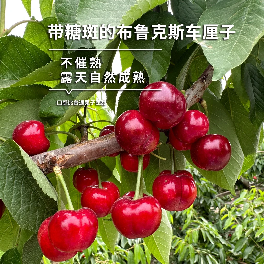 永莲果缘高山高糖布鲁克斯车厘子