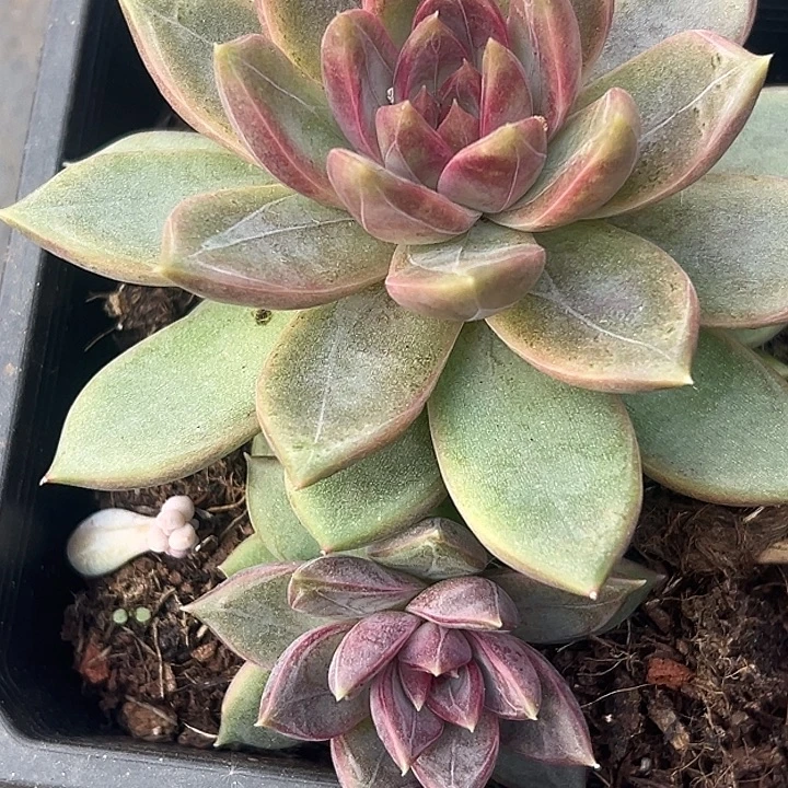 美人特价一物一拍