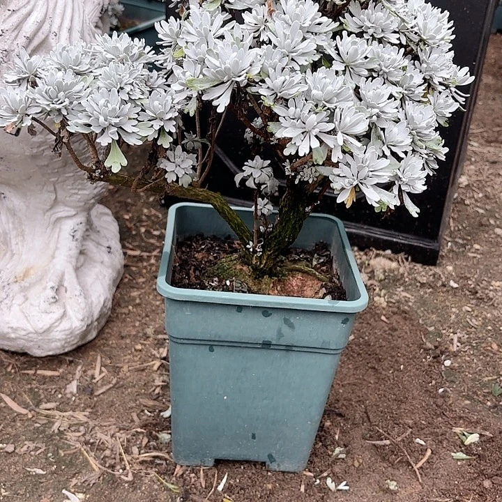 天***勤带土球发货哈哈哈哈哈