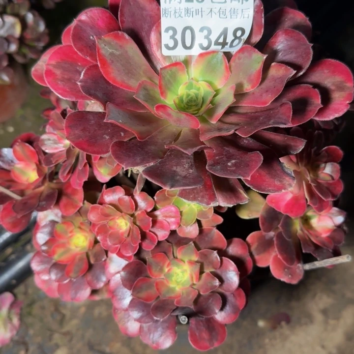 30348美杜莎多肉植物