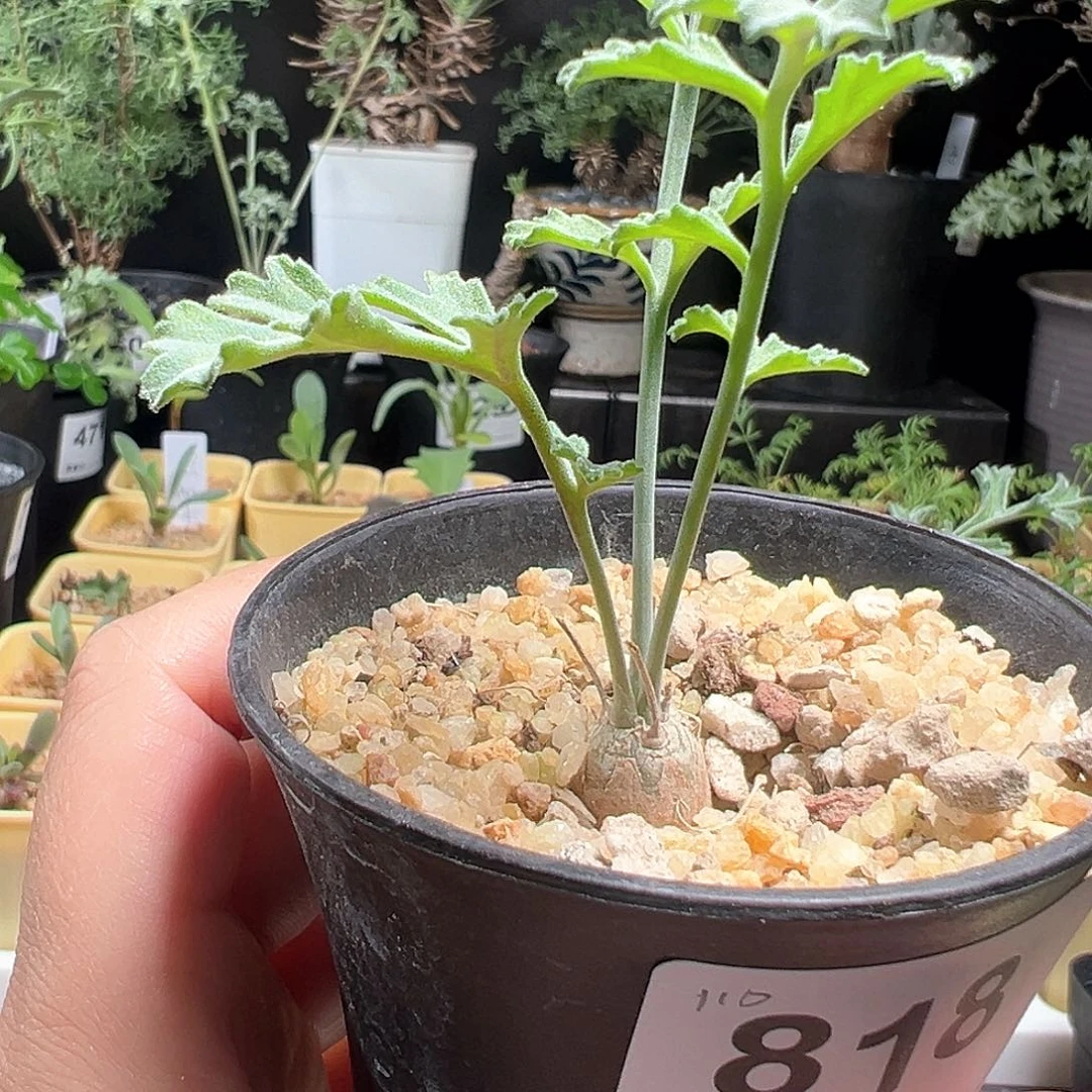 沉香鹿茸洋葵带盆发货