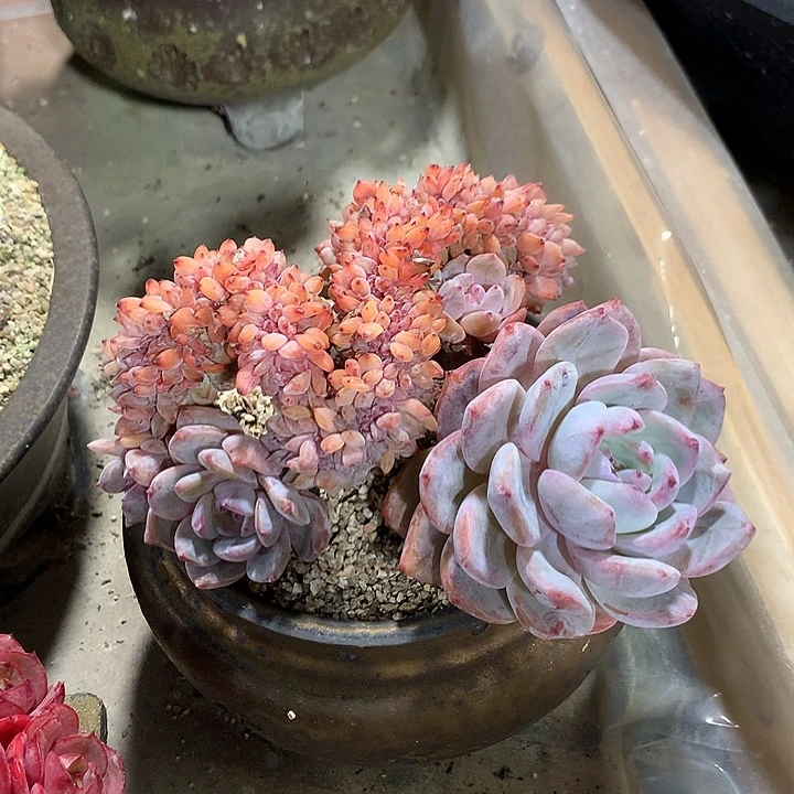 雪天使缀化板子一体无砍