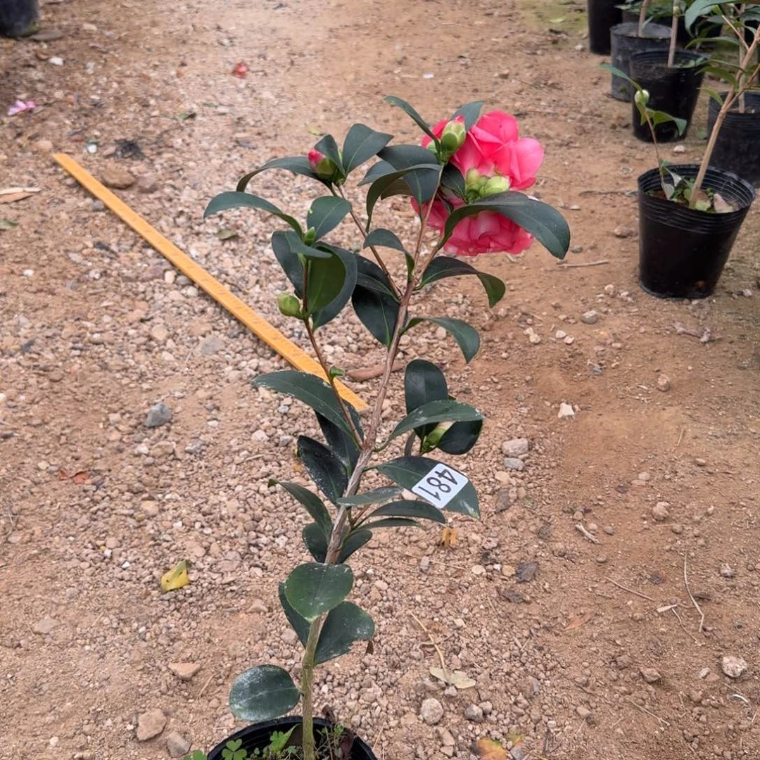 少量花朵（建议范围：2朵-5朵 或40%以下）481红天香云