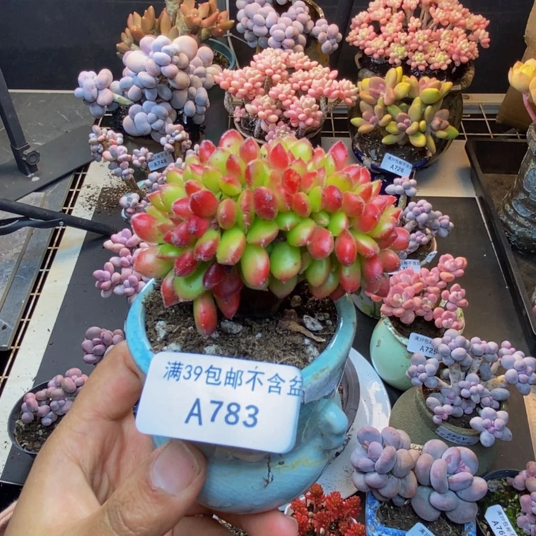 783红唇缀多肉5c m