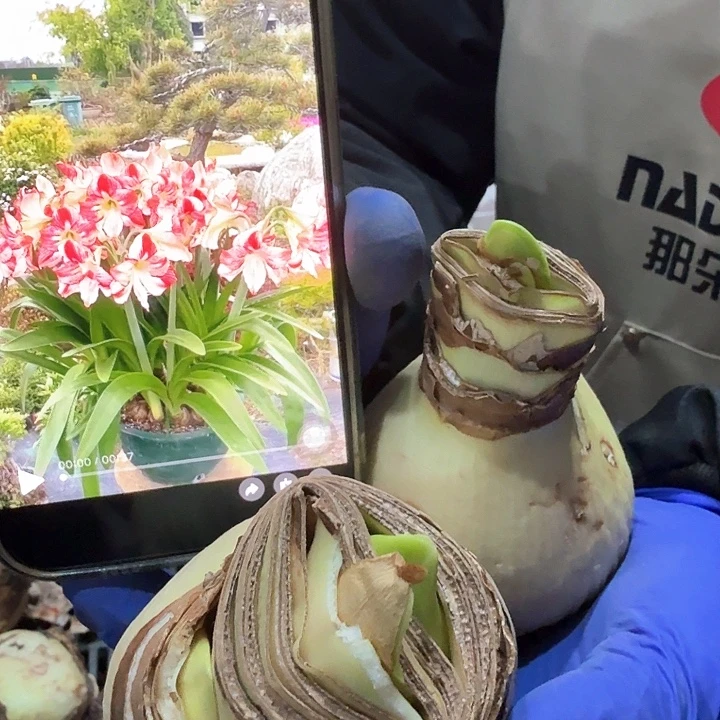 戈舞后直径6厘米带花苞进口微微残