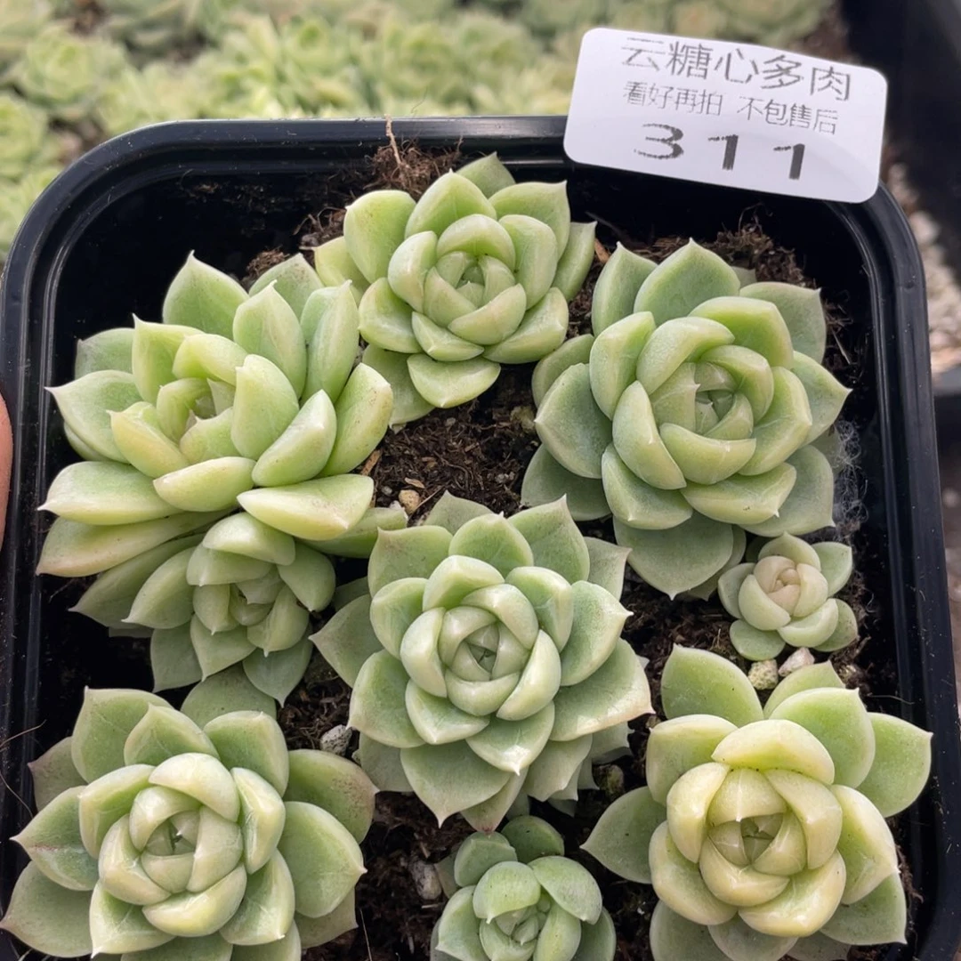 云糖心多肉植物311