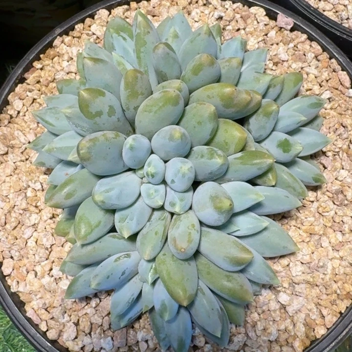 多肉植物哥特萝莉