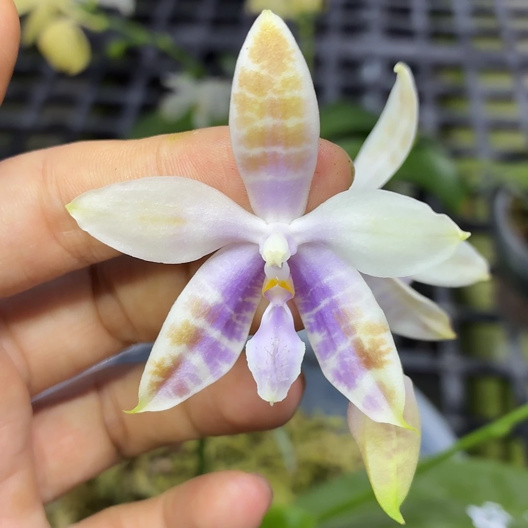 当前无花朵，栽培后可花朵A546yss1162八寸