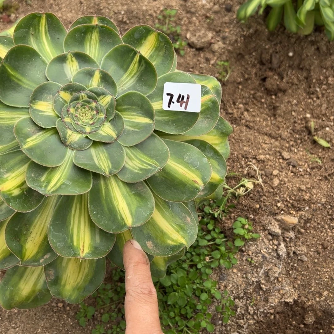 41暴君多肉多肉多肉