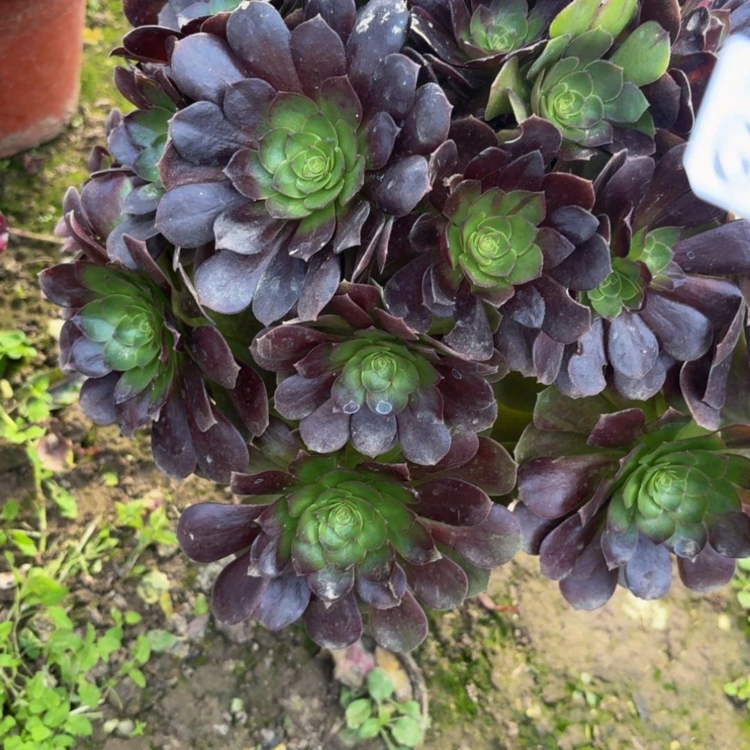 142多肉植物捧花的时候