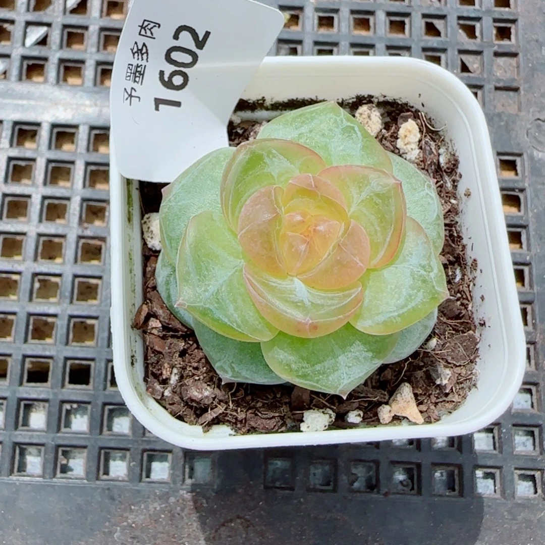 灵泽珍妮，1602多肉植物